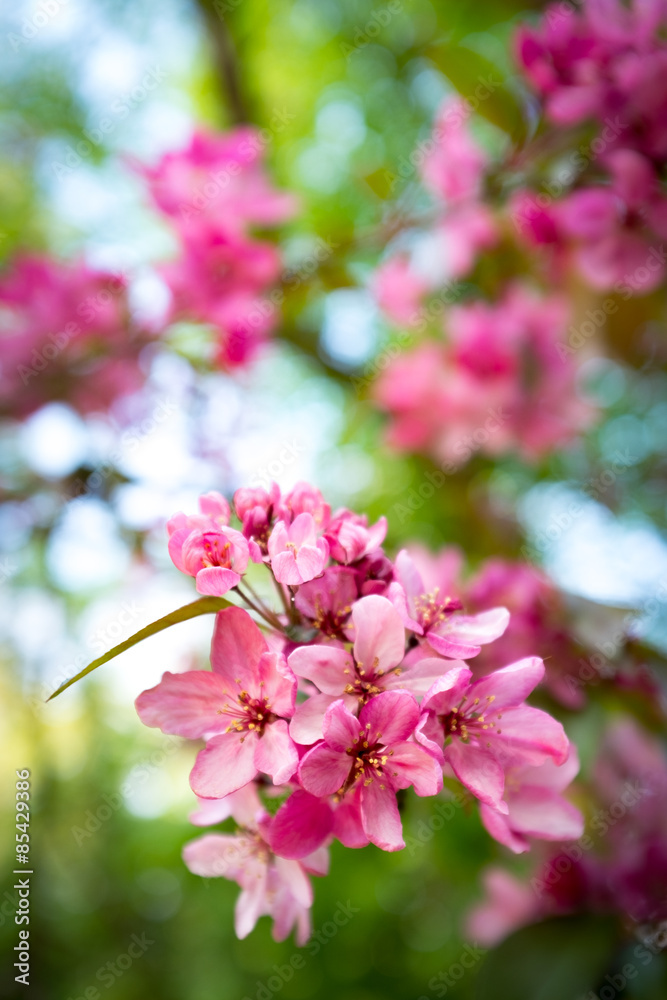 Fototapeta premium Rosa Kirschblüten