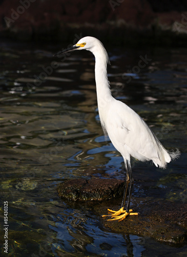 White Egret © ziss