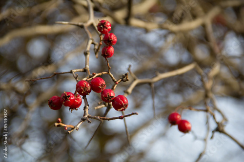 Hawthorn berries