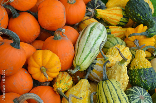 Colorful pumpkins and gourds