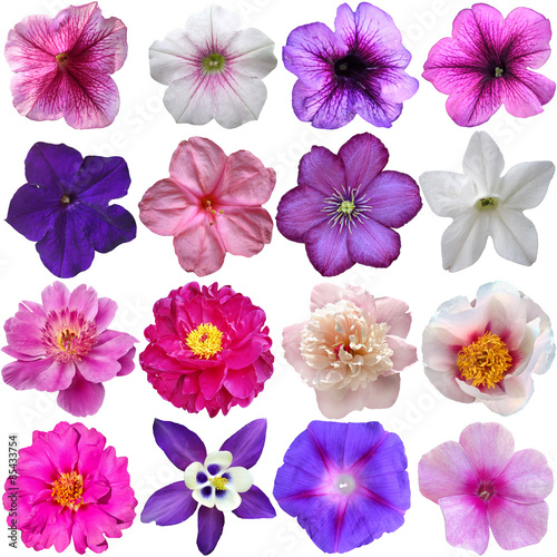 Set of colorful seasonal blooms © o_april