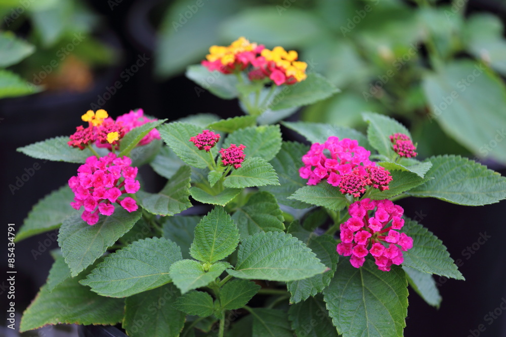 A close up view of Irene lantana in full bloom with purple and yellow flowers. A close up view of Irene lantana in full bloom with purple and yellow flowers.