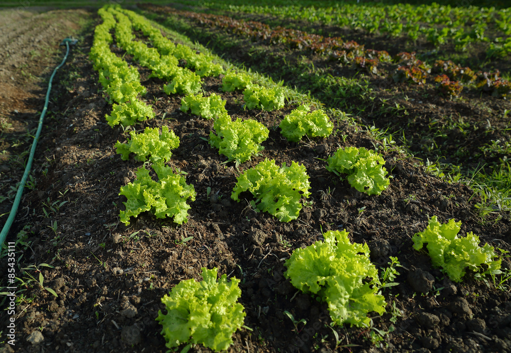 Market Garden Lettuce Growing Market Garden Lettuce Growing
