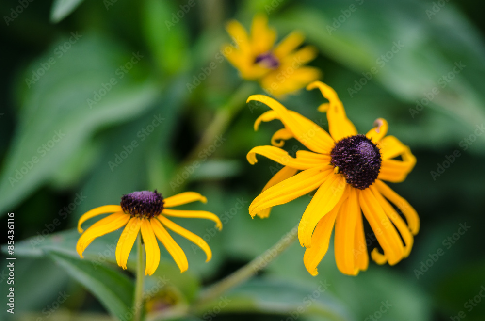 Black Eyed Susan