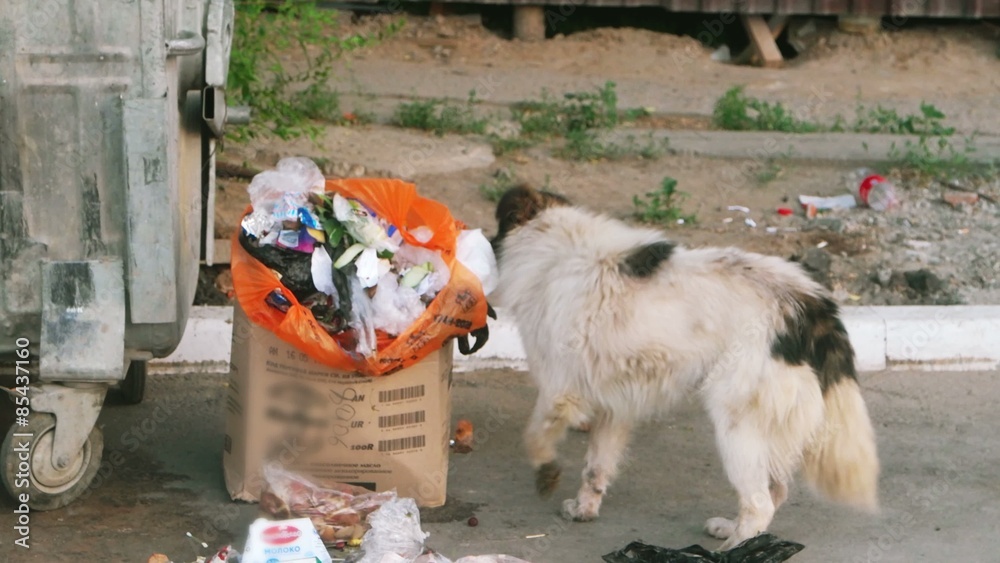 Feral dor exploring trash dumpster