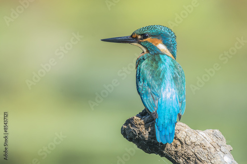 Common kingfisher   © fsanchex