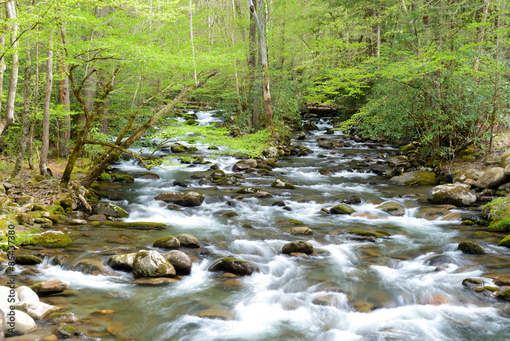 Fototapeta premium Spring waters in the Great Smoky Mountains.