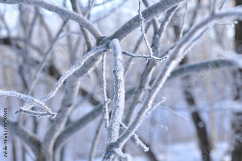 木に氷 © ushiyasan