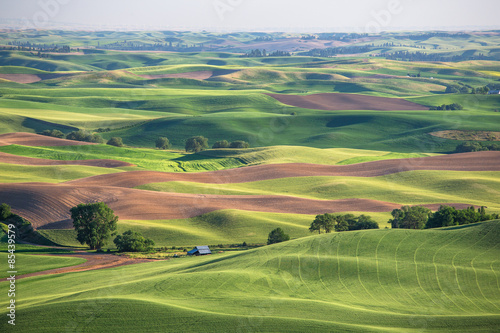 Wheat fields in Palouse Washington state photo