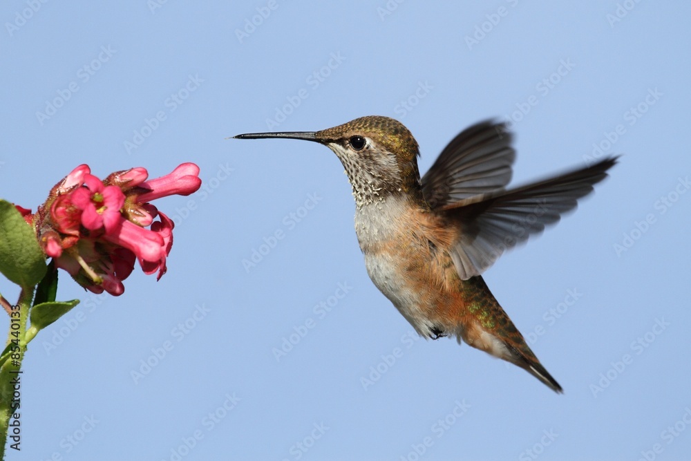 Fototapeta premium Allens Hummingbird (Selasphorus sasin)