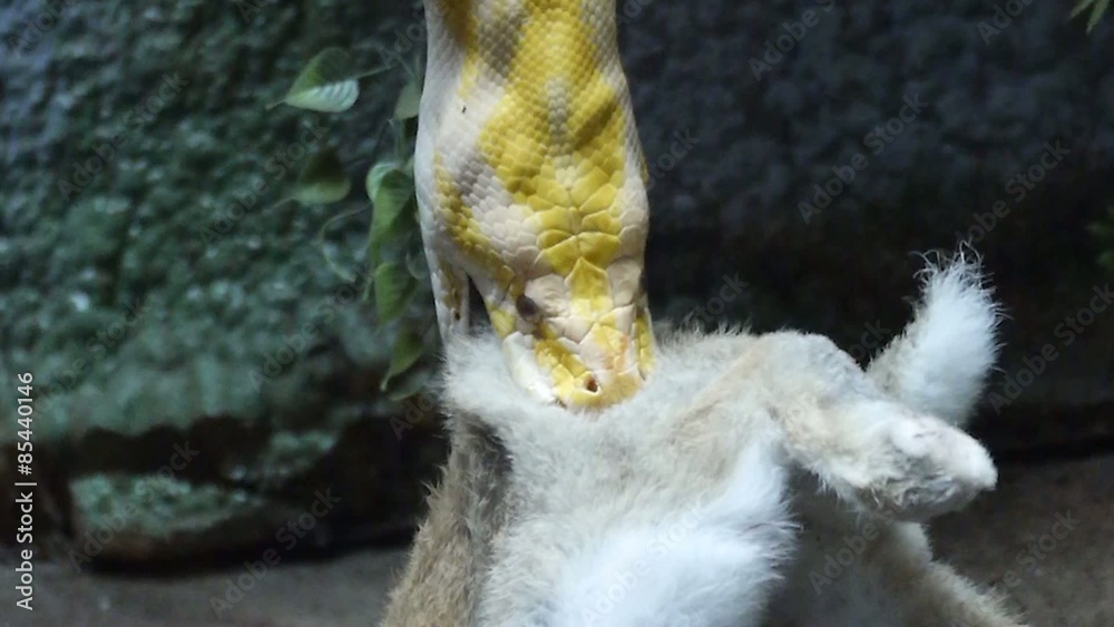 serpiente liebre conejo