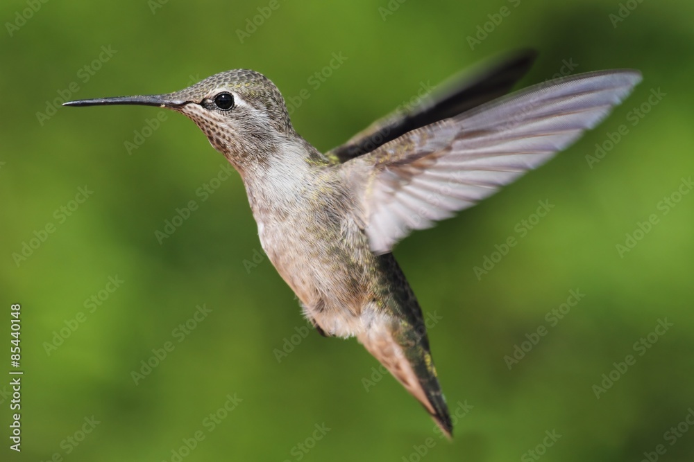 Fototapeta premium Annas Hummingbird (Calypte anna)