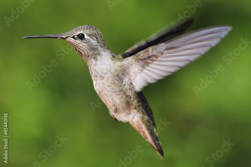 Annas Hummingbird (Calypte anna)