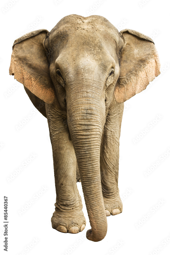 Fototapeta premium Asia elephant isolated white background
