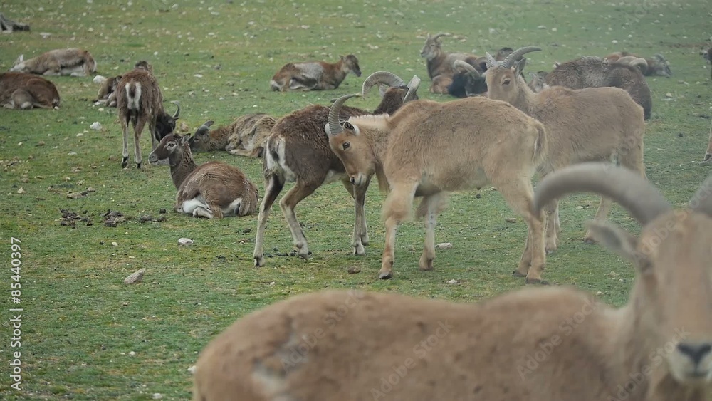 cabras jugando