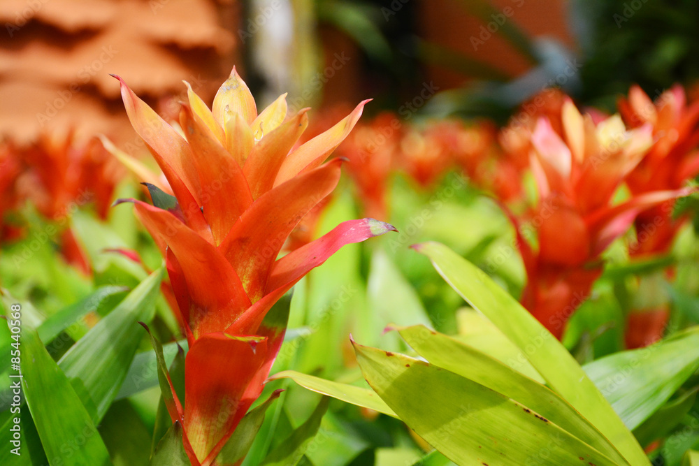 Orange and red bromeliad. Orange and red bromeliad.