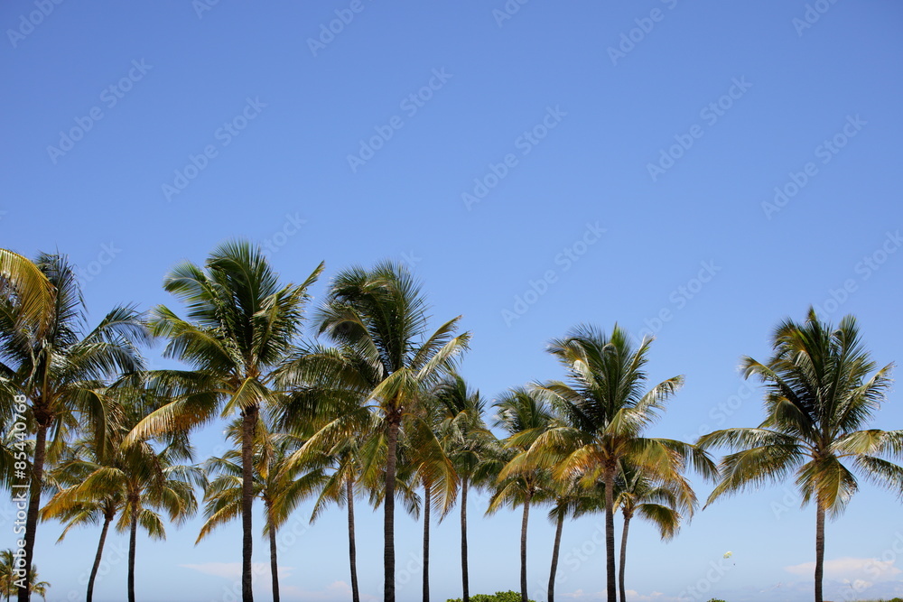 Palm trees on a blue sky
