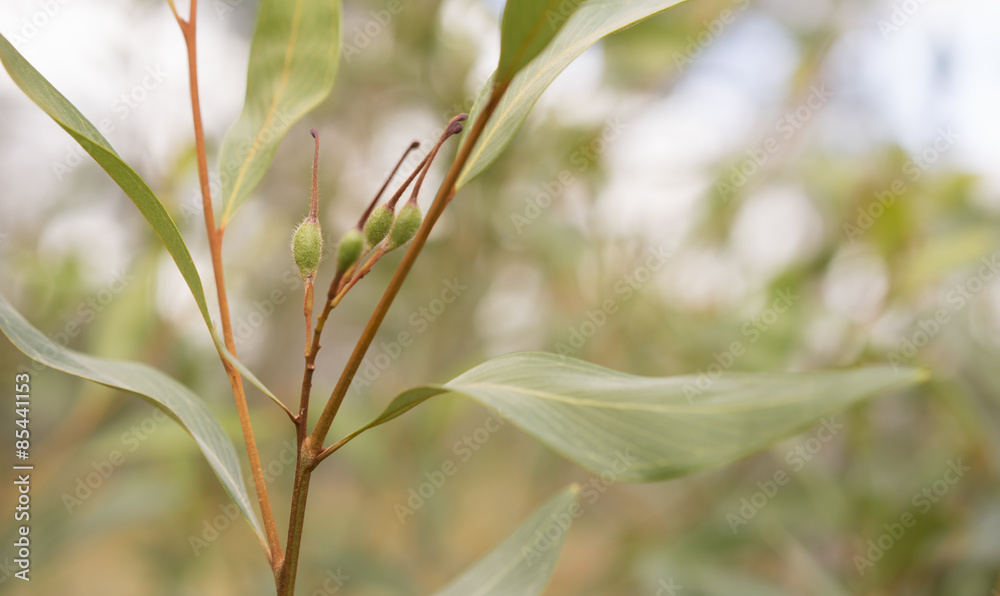 Obraz premium Green seed pods of australian Grevillea orange marmalade