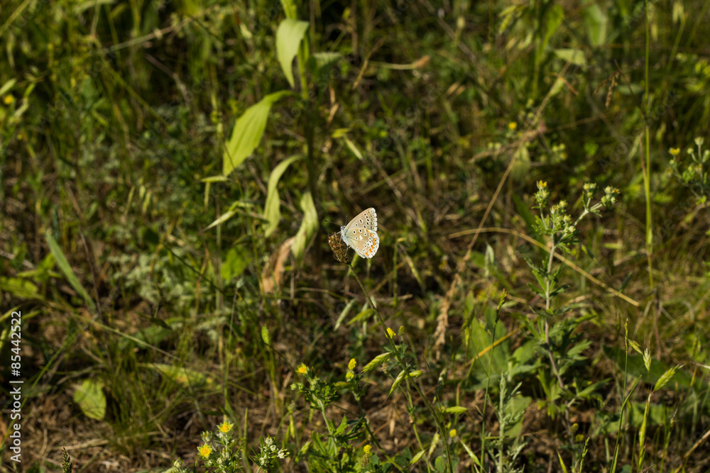 Obraz premium Butterfly on the flower