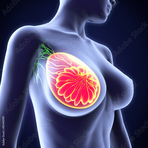 Slika na platnu Female Breast Anatomy
