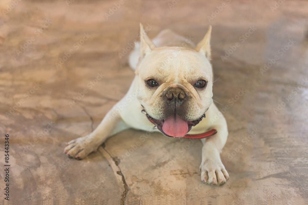 Smart French Bulldog sitting and looking