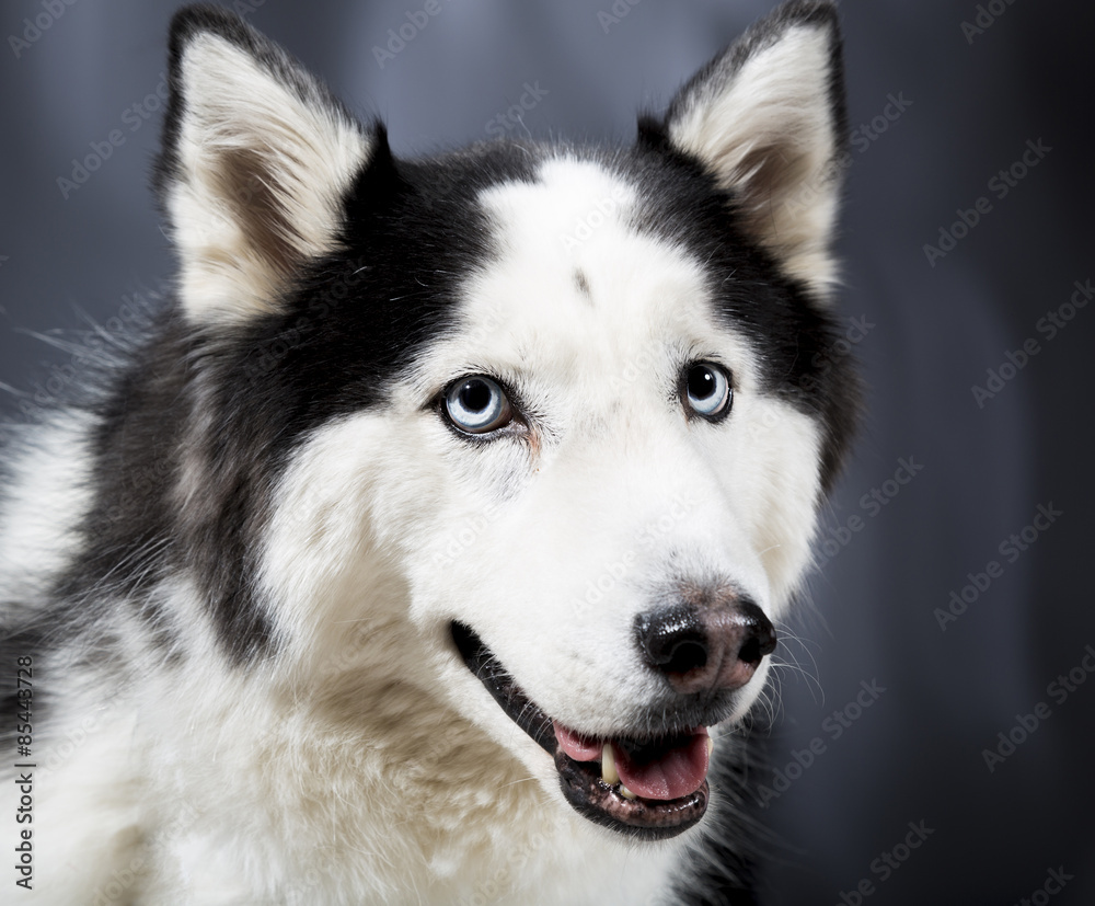 Alaskan Malamute or Husky Dog