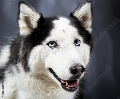 Alaskan Malamute or Husky Dog © desertsolitaire