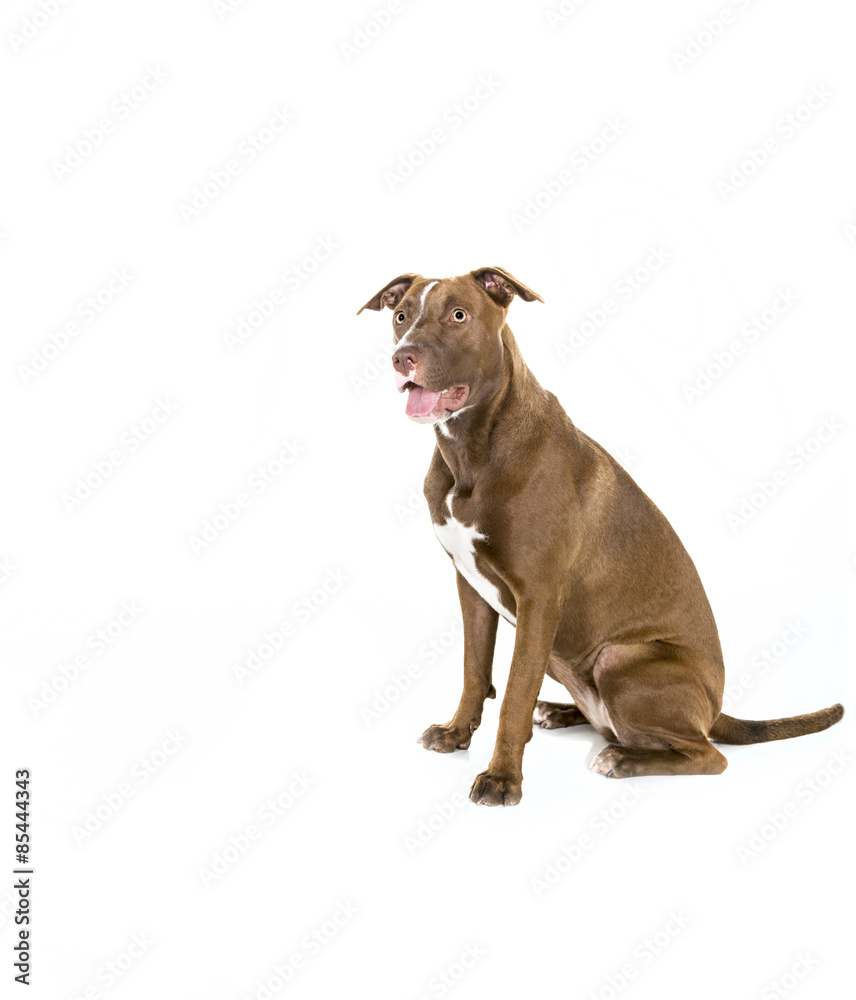 Fototapeta premium Seated Dog Isolated on White in Profile