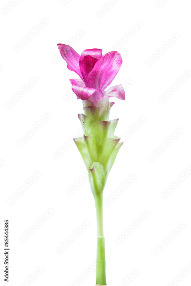 Pink Siam tulip isolated on white background Pink Siam tulip isolated on white background