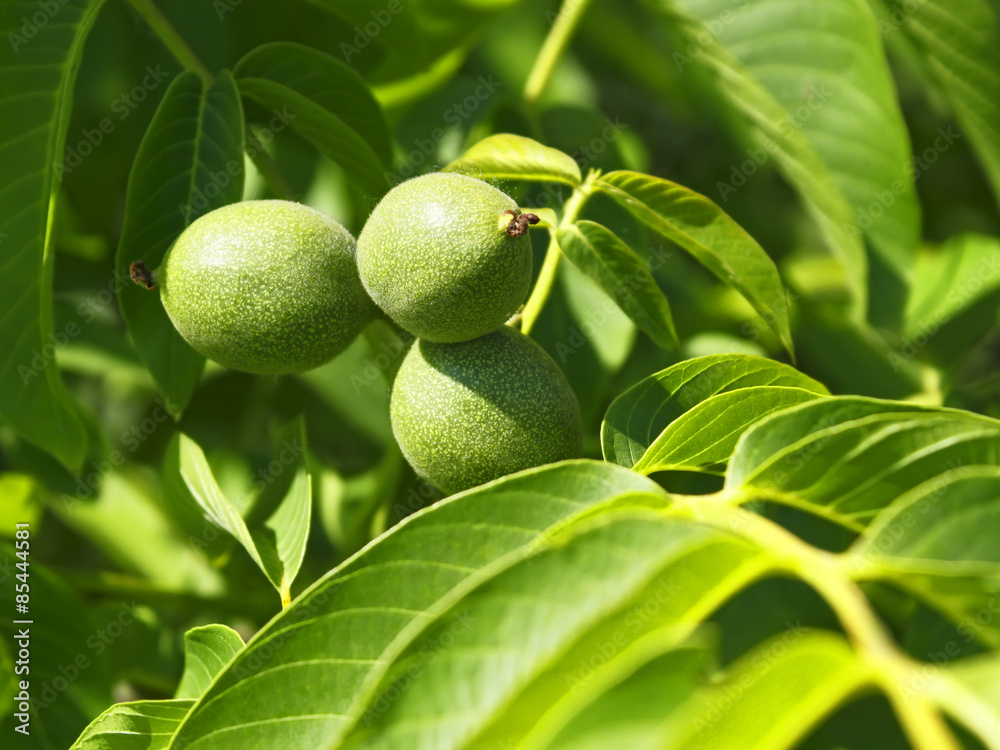 Green fruits of walnut on a branch Green fruits of walnut on a branch