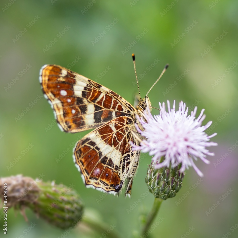 Obraz premium Landkärtchen (Sommergeneration) auf Acker-Kratzdistel /