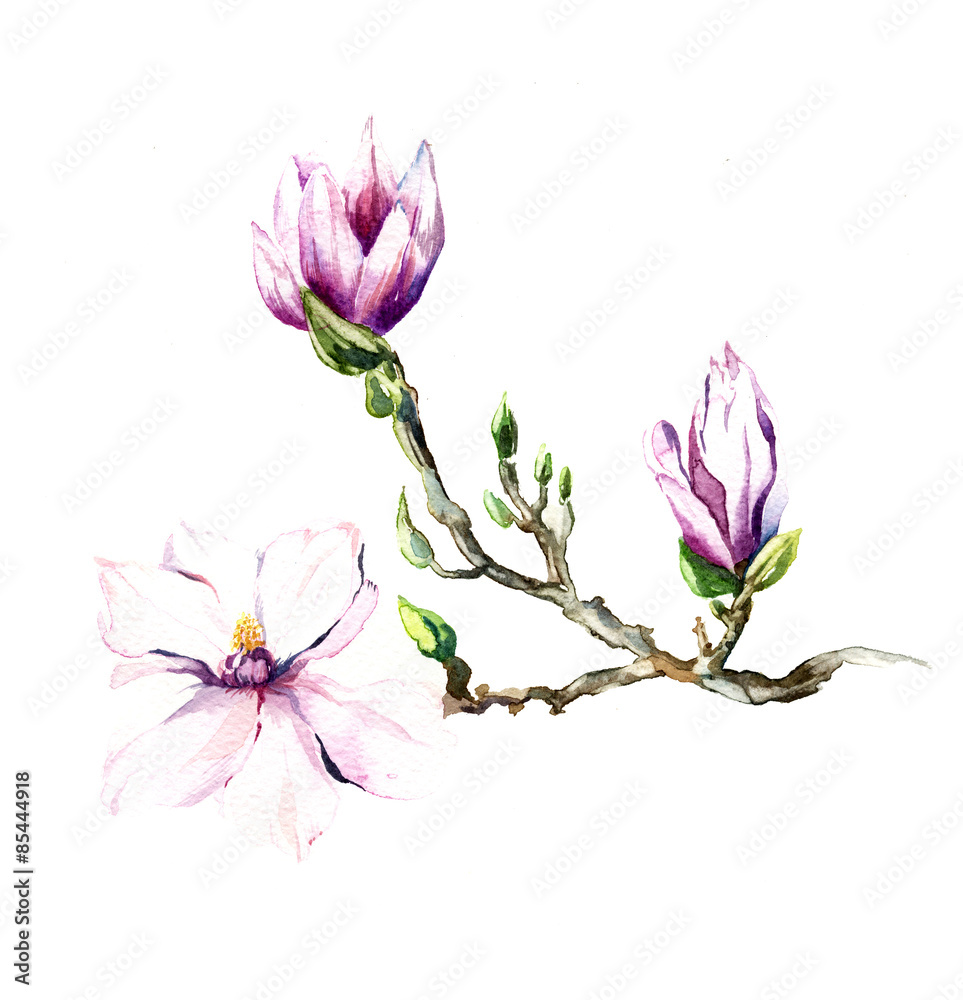 Fototapeta premium the magnolia flowers watercolor isolated on the white background