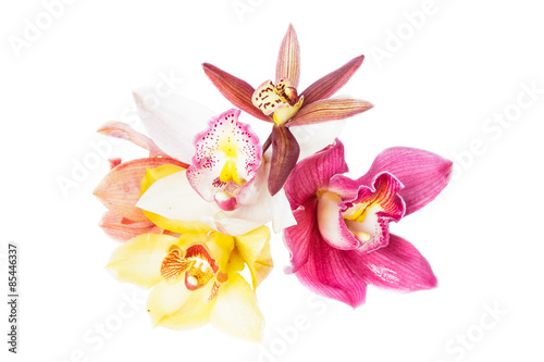 Group of beautiful cymbidium flower orchid close up isolated on