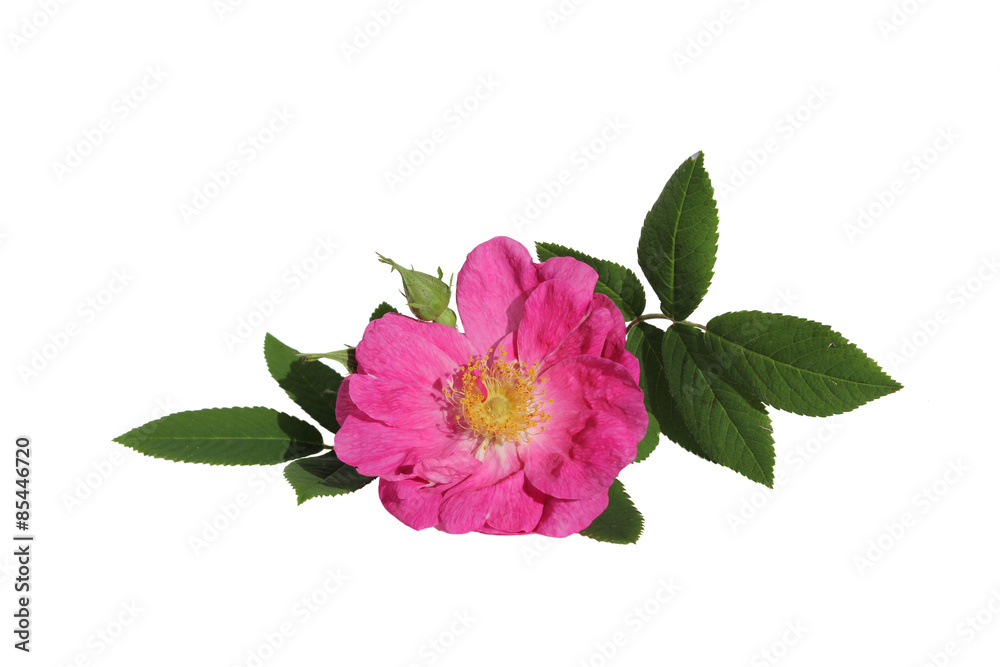 wild rose wild rose