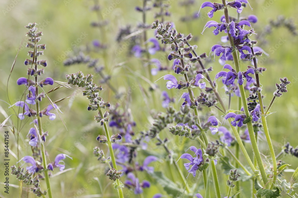 Naklejka premium purple flowers