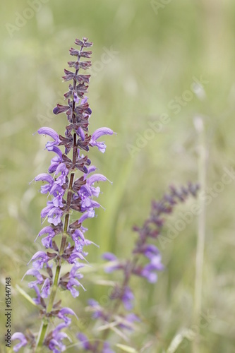 purple flowers