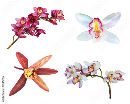Collection of cymbidium flower orchid close up isolated on white
