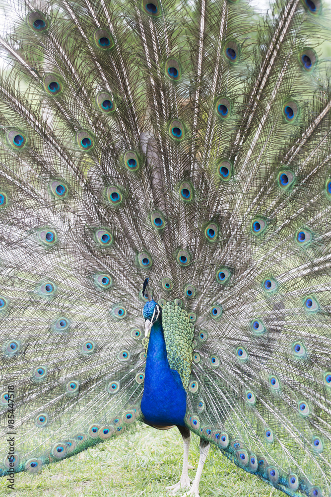 Obraz premium Erkek Tavus Kuşu