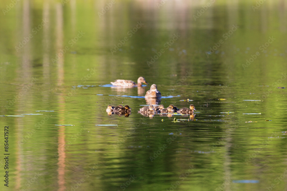 Mallard duck with ducklings Mallard duck with ducklings