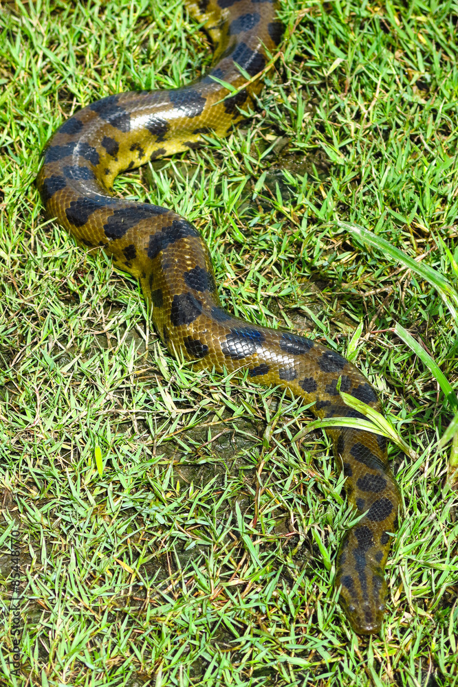 Obraz premium Green anaconda (Eunectes murinus)