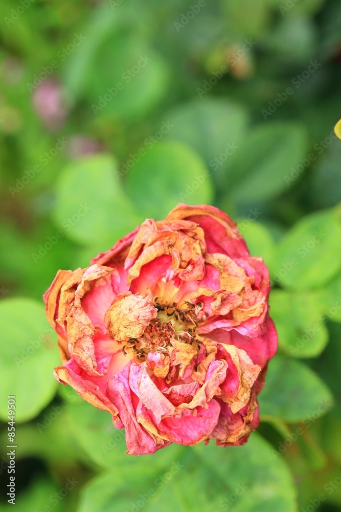 Obraz premium Vintage roses