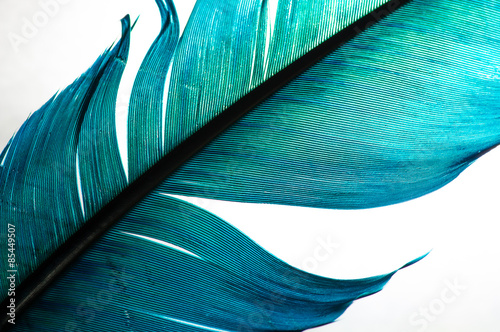 Vászonkép turquoise feather of an angel, isolated background