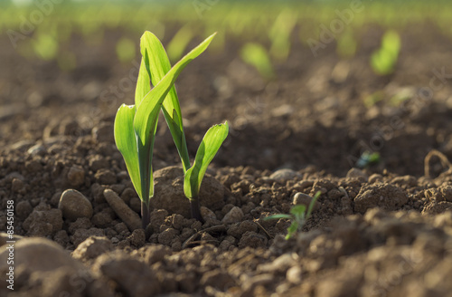 Young wheat seedlings