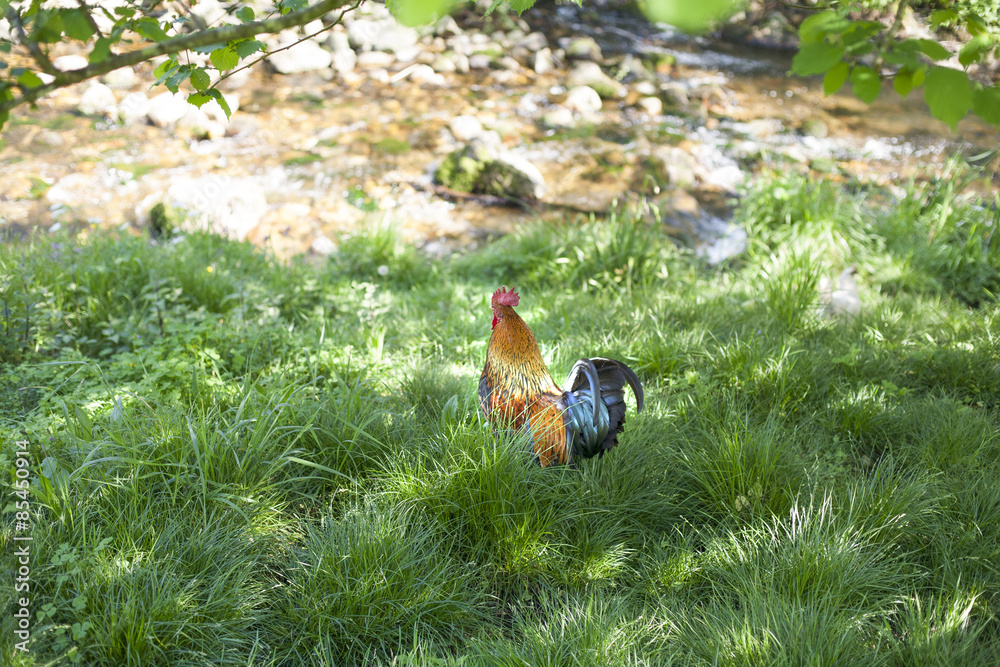 Fototapeta premium rooster in grass