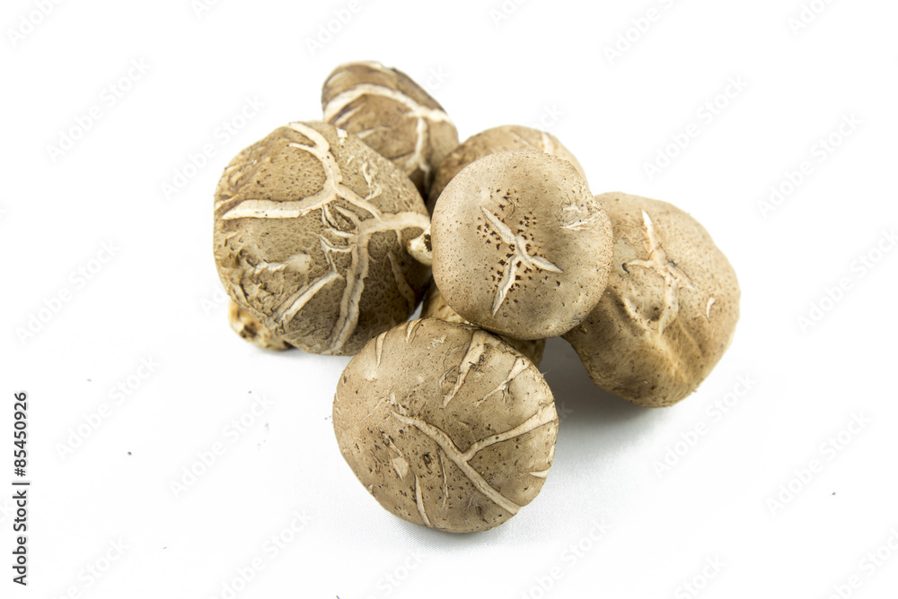 Shiitake mushroom on the White background Shiitake mushroom on the White background