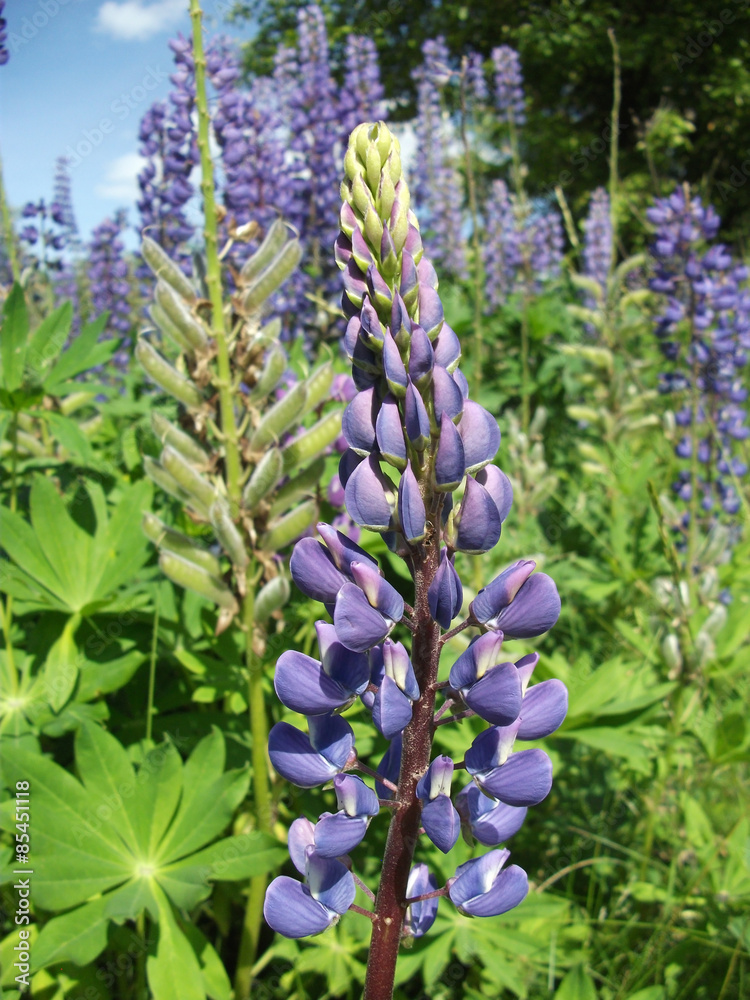 A blue lupin is in the field A blue lupin is in the field