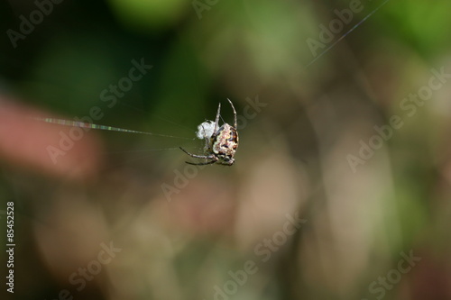 Spider in the web