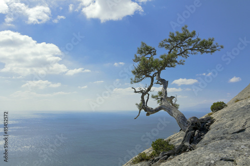  Pine tree growing on top of a cliff above the Black sea.