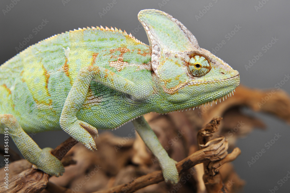 Caméléon vert sur branche Caméléon vert sur branche