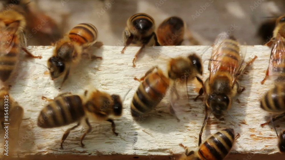 Macro shot of bees at the hive entrance Macro shot of bees at the hive entrance